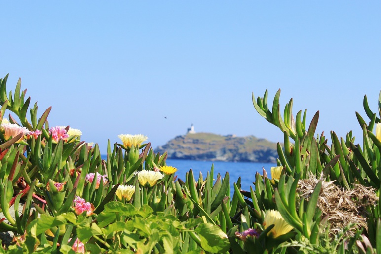 Le printemps en Corse