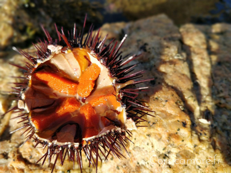 Manger les oursins en Corse Manger les oursins en Corse