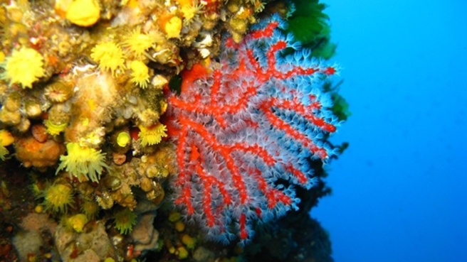 Des racines et des ailes sur la Corse....Mercredi 09 Janvier Des racines et des ailes sur la Corse....Mercredi 09 Janvier