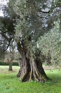 Olivier d'Oletta, Arbre de l'année 2013 ?