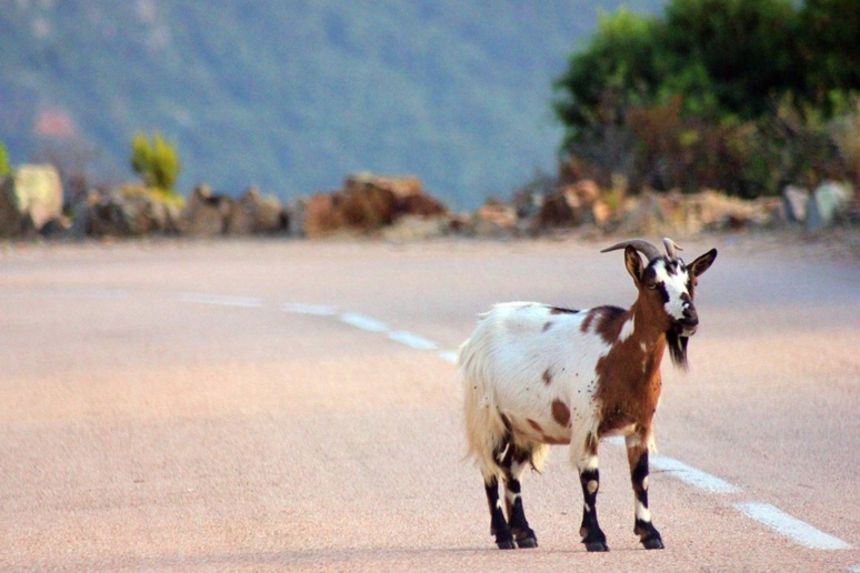 Où en est l'agro tourisme en Corse ? Où en est l'agro tourisme en Corse ?