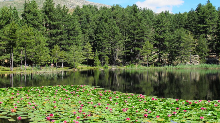 Les nénuphars du lac de Creno