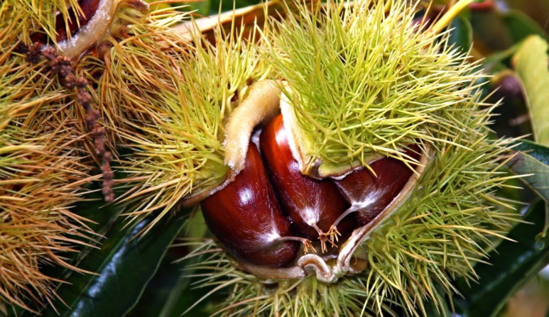 Quoi faire en Corse à la Toussaint Quoi faire en Corse à la Toussaint