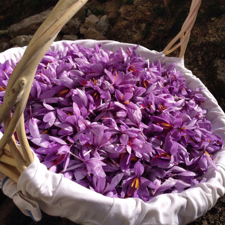 Crocus de Corse pour le Safran