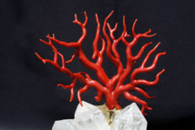 branche naturelle de corail rouge