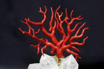 branche naturelle de corail rouge branche naturelle de corail rouge