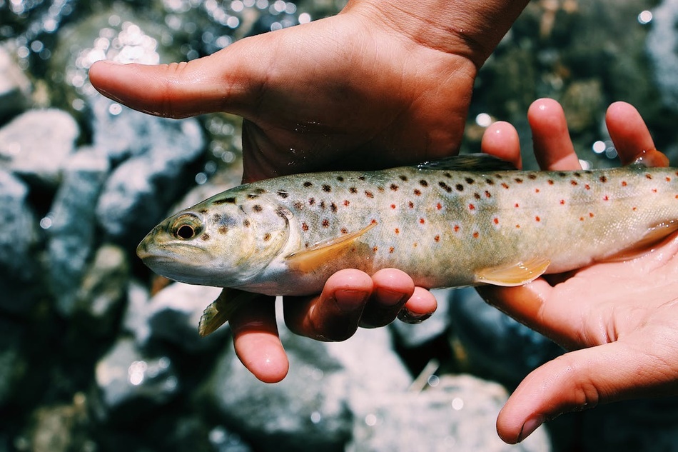 Pêche à la truite en Corse : le guide complet pour les passionnés