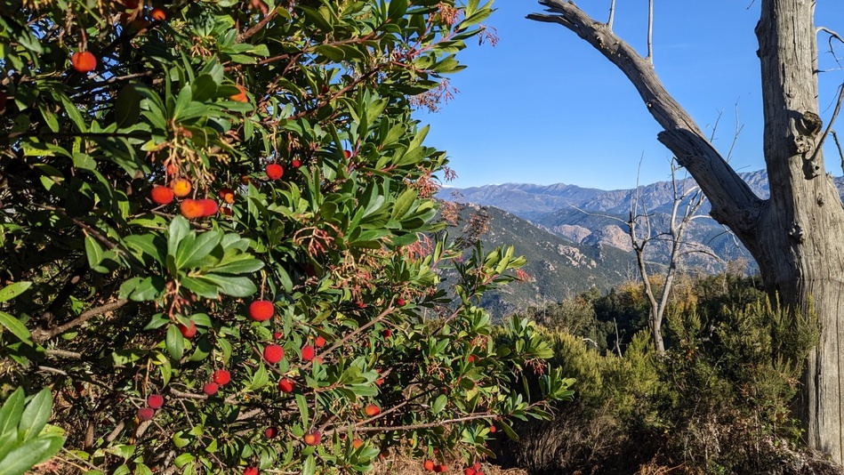 Arbouse en Corse, l'automne