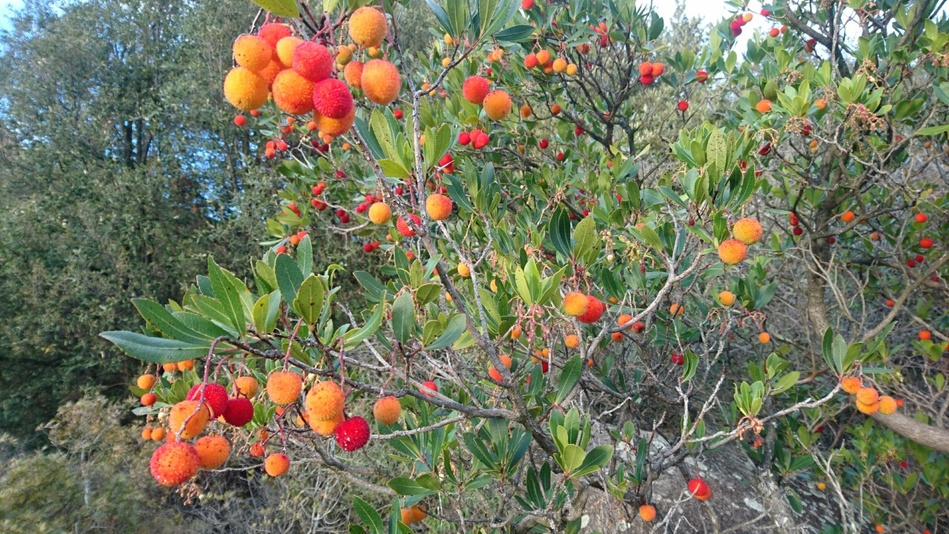 L'arbouse en Corse : le fruit d'automne du maquis L'arbouse en Corse : le fruit d'automne du maquis