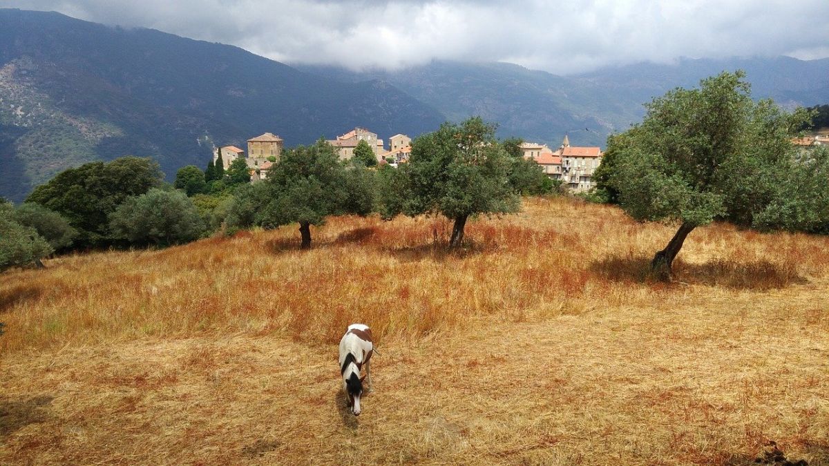 Agro tourisme en Corse
