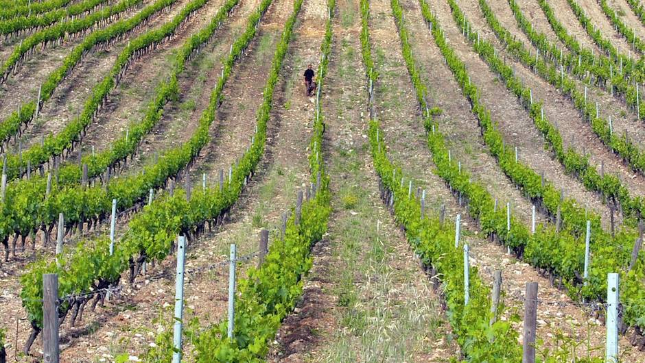 La vigne en Corse ©arte