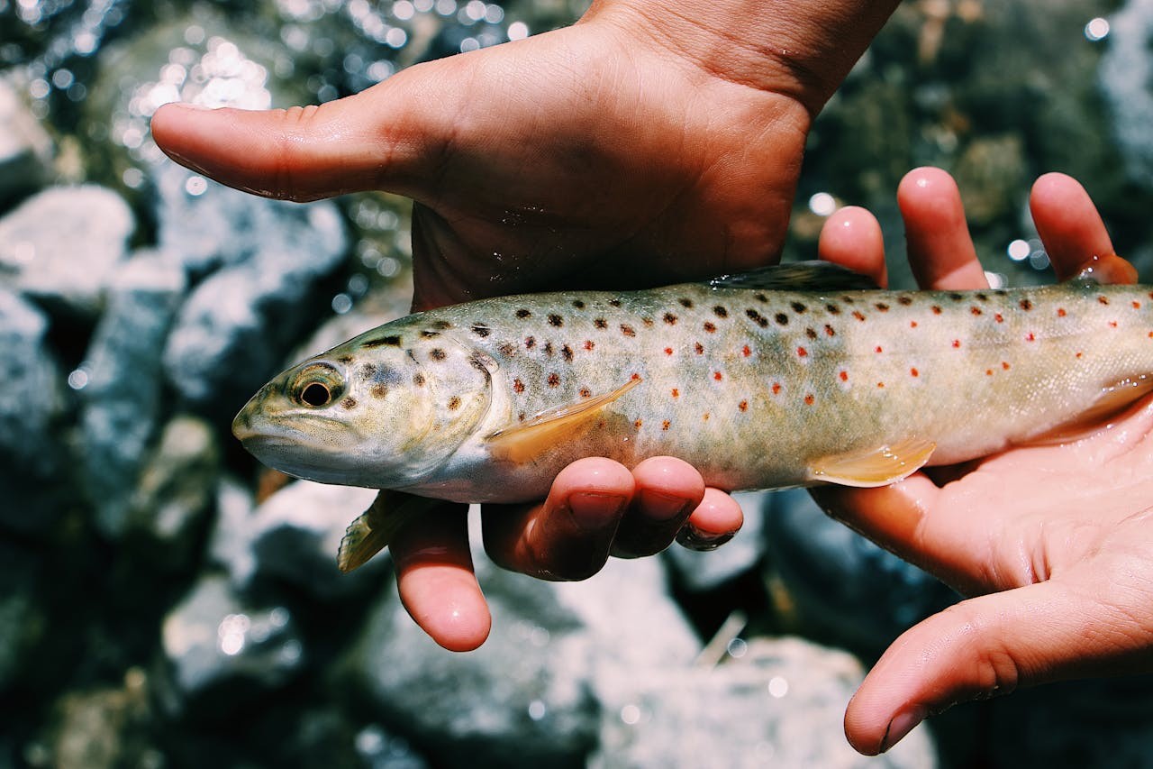 Pêche à la truite en Corse : le guide complet pour les passionnés
