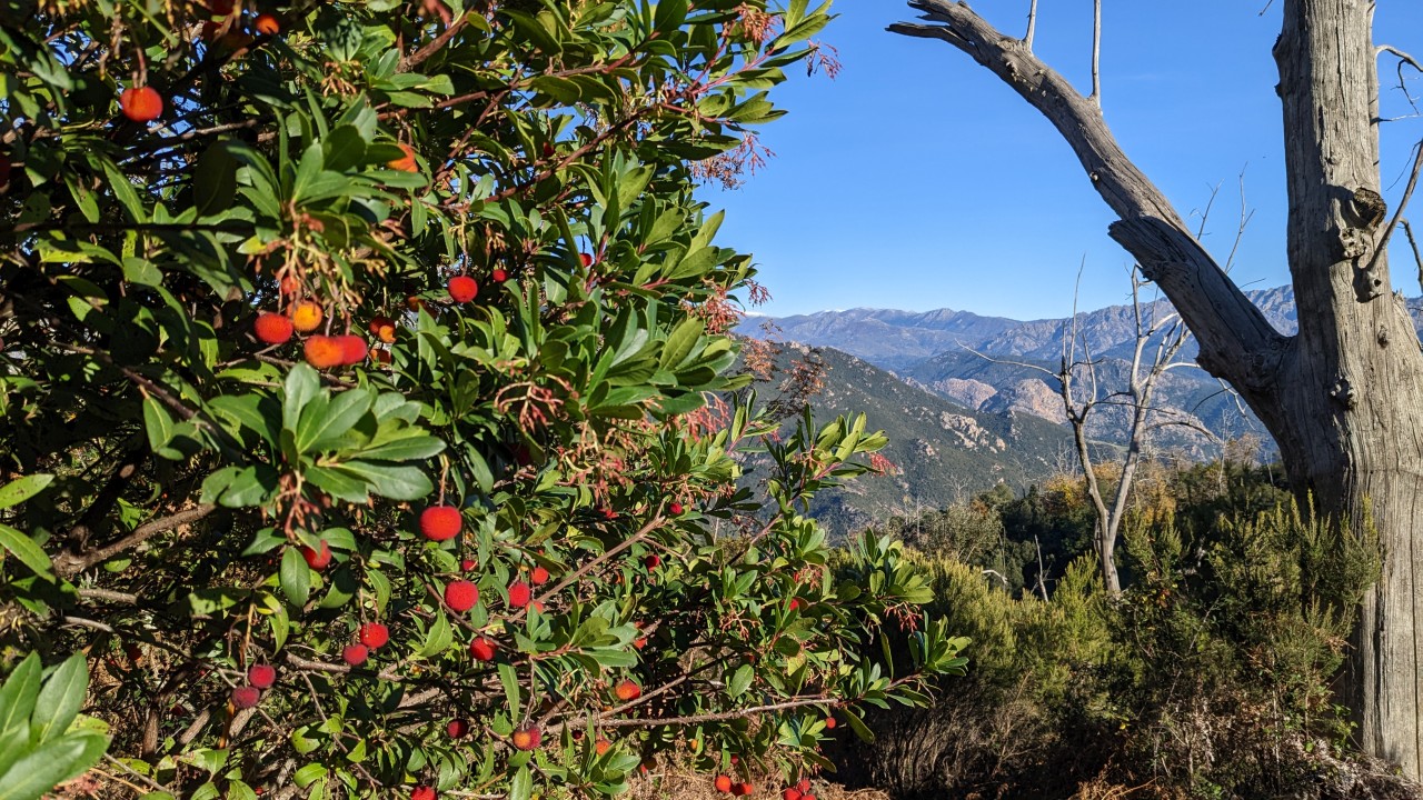 Arbouse en Corse, l'automne