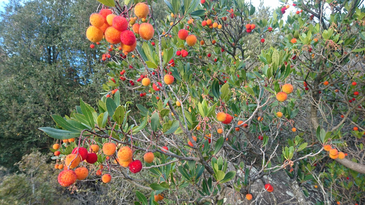 L'arbouse en Corse : le fruit d'automne du maquis
