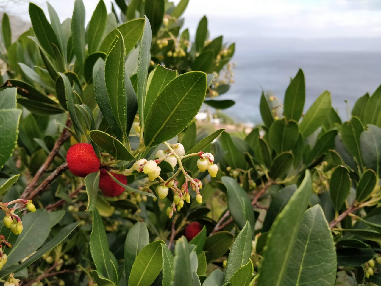 L'arbouse en Corse : le fruit d'automne du maquis