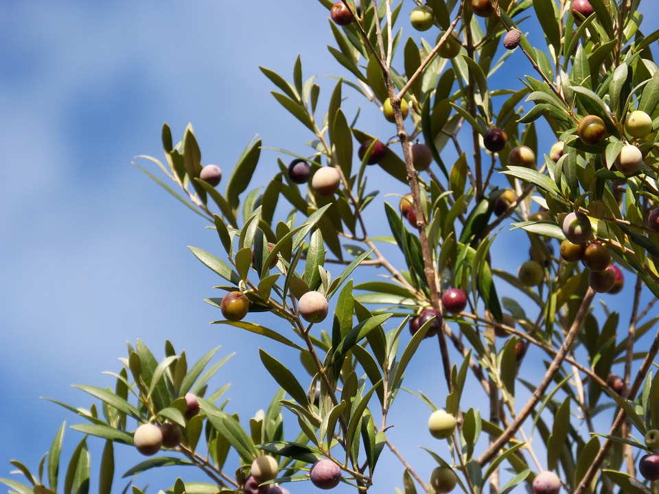 Une variété d'olivier corse