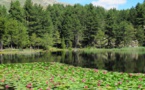 Les nénuphars du lac de Creno