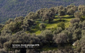 La Castagniccia et le Parc Naturel sur Arte, 3eme volet de la beauté sauvage.