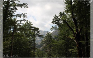La Cascade des Anglais - A Foce Di Vizzavona La Cascade des Anglais - A Foce Di Vizzavona