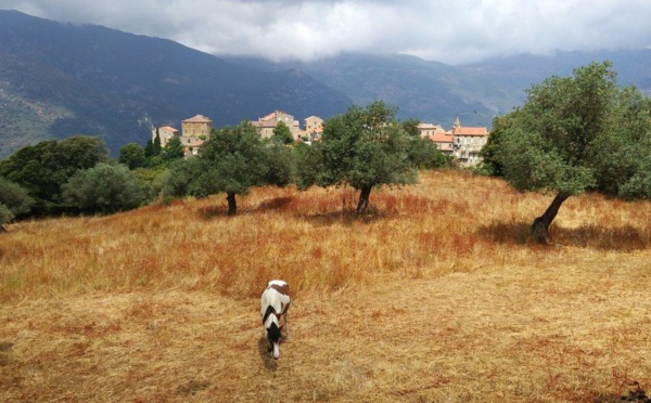 Où en est l'agro tourisme en Corse ?