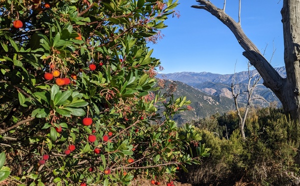 L'arbouse en Corse : le fruit d'automne du maquis