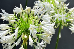 hotel-a-piattatela-monticello-corsicamore-16