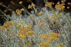 hotel-a-piattatela-monticello-corsicamore-93