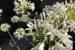 hotel-a-piattatela-monticello-corsicamore-134