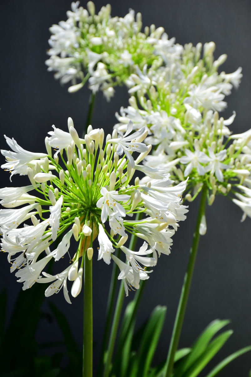 hotel-a-piattatela-monticello-corsicamore-16