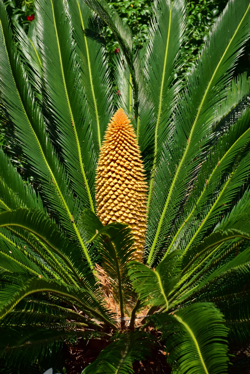 hotel-a-piattatela-monticello-corsicamore-63