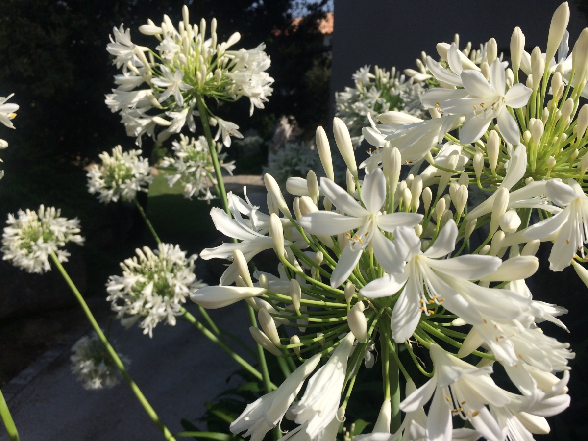 hotel-a-piattatela-monticello-corsicamore-134